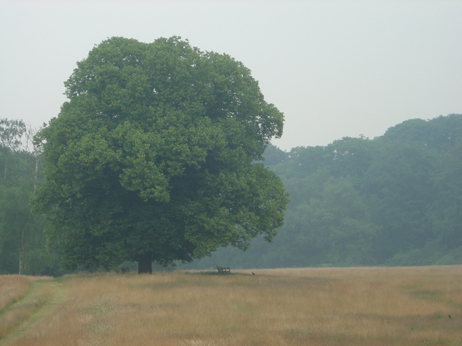 tree, bench, and crow